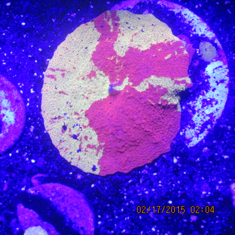 scoly 006.JPG