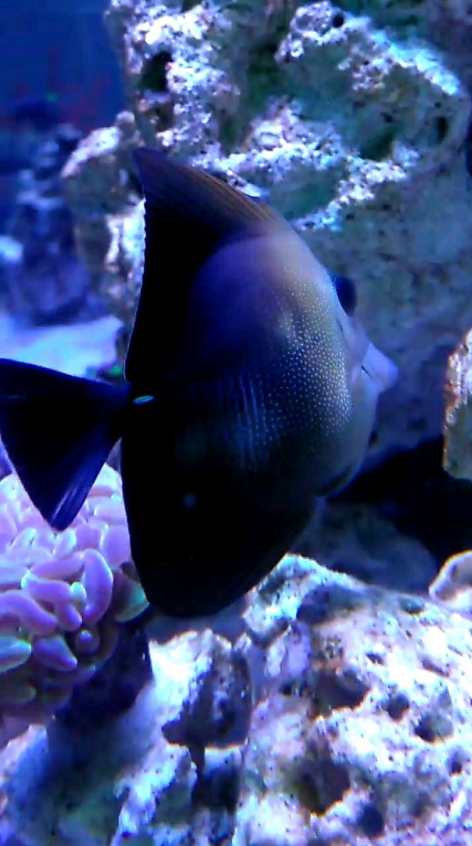 scopas3.jpg