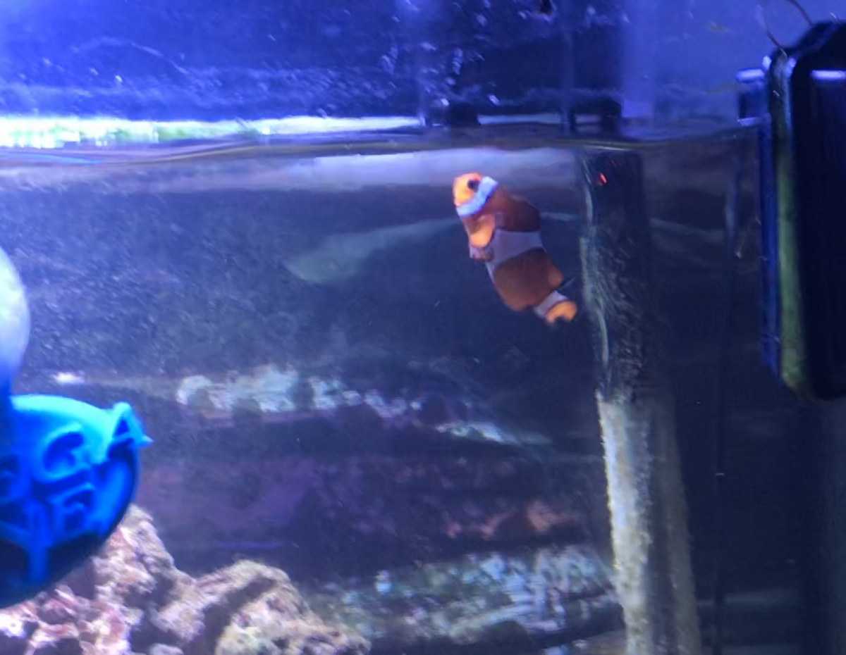 Clown deals fish petsmart