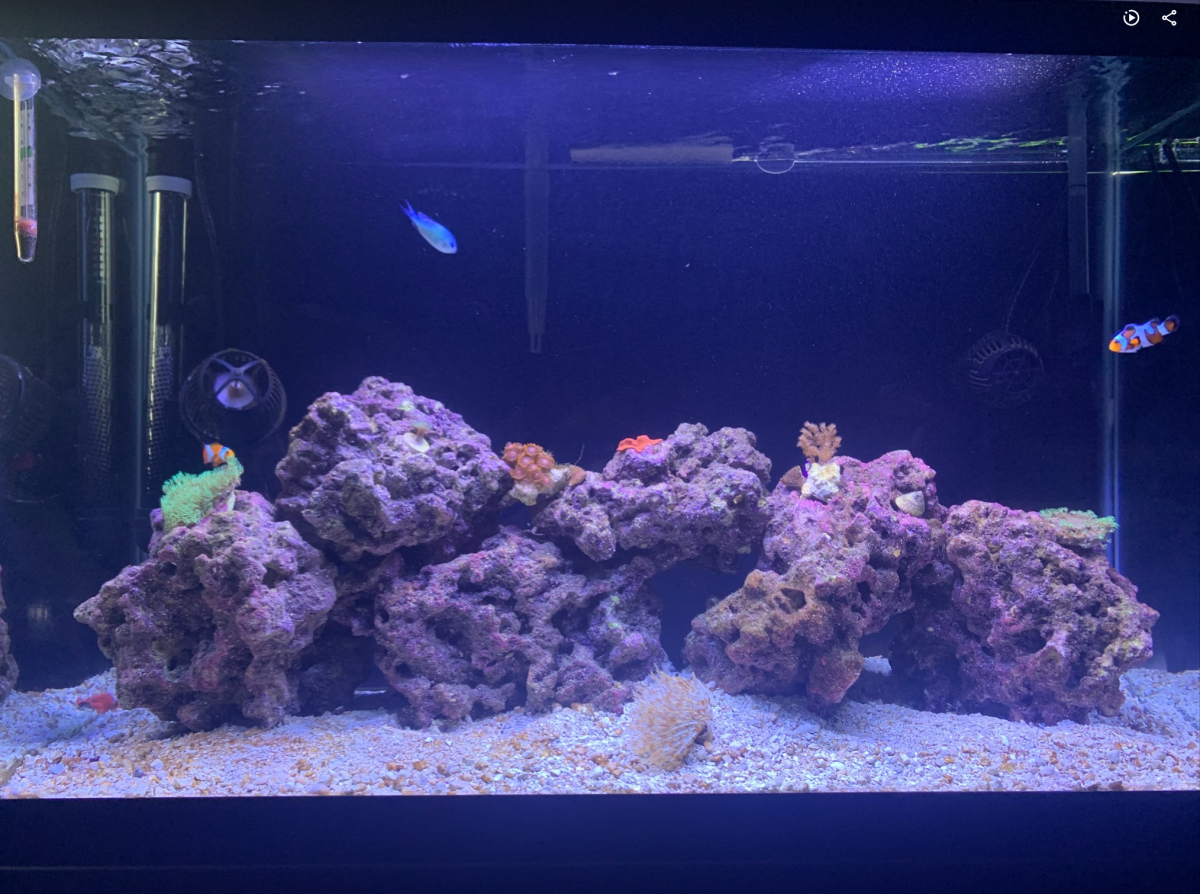 Build Thread 29 Gallon Reef Tank Build Thread REEF2REEF