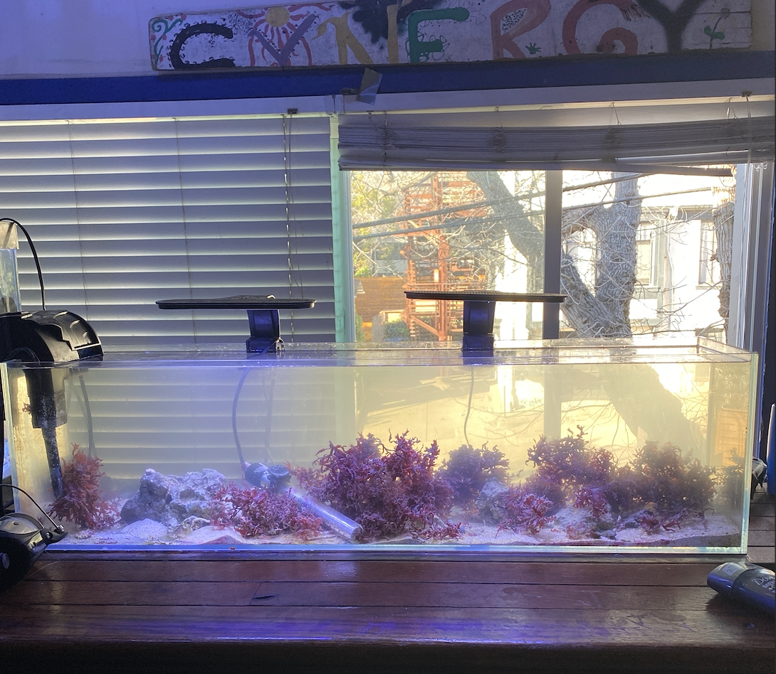 Ideas for species tank 12 gallon REEF2REEF Saltwater and Reef
