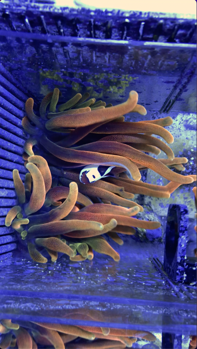 Virginia - Live Goods - ReefWise Lemon Drop (CHSB) Anemone