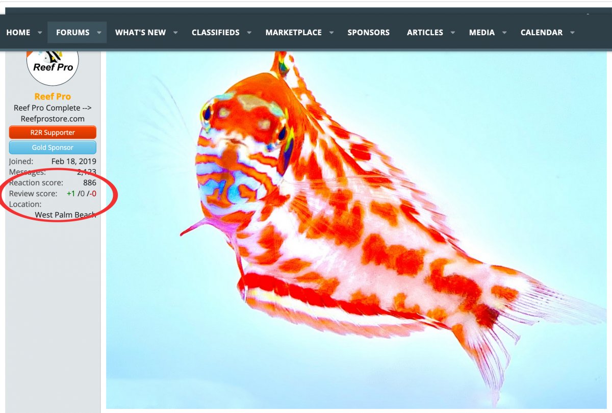 Screenshot 2021-08-30 at 11-14-29 Choat's Red Leopard Wrasses AVAILABLE REEF PRO.jpg