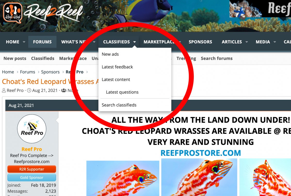 Screenshot 2021-08-30 at 11-14-59 Choat's Red Leopard Wrasses AVAILABLE REEF PRO.jpg