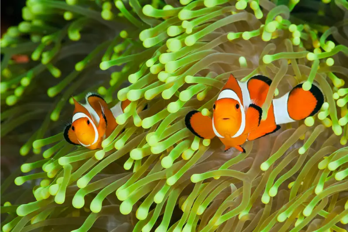Screenshot 2022-06-13 at 10-19-55 Colourful clownfish carry an unusual health warning for pred...png