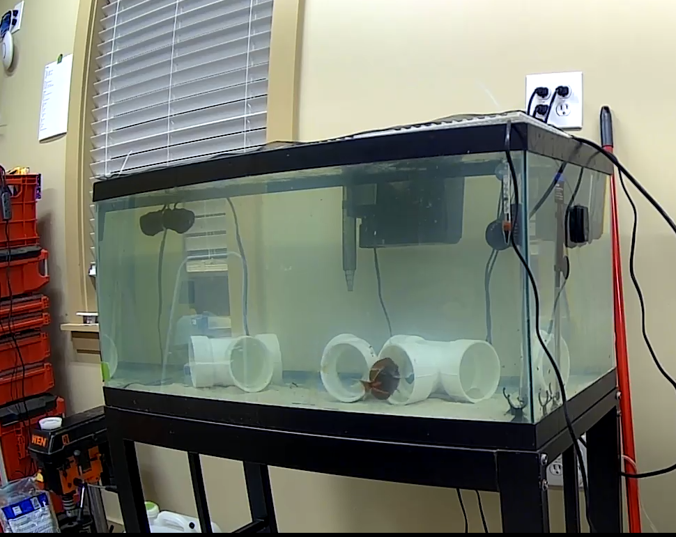 Let's build a trap door leading to a secret fish room under my porch ...