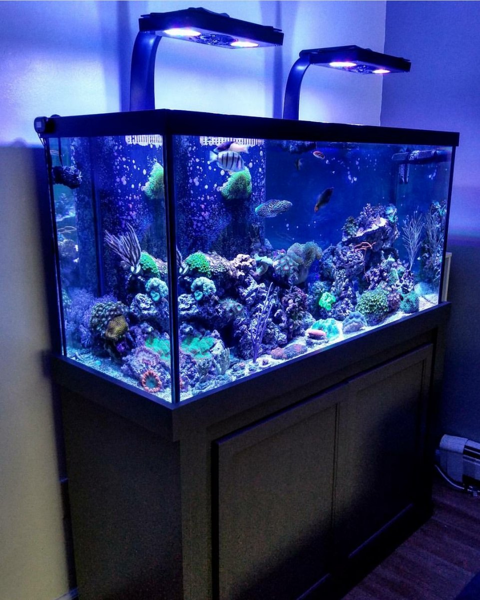 Show us your latest tank photo! | Page 6 | REEF2REEF Saltwater and Reef ...