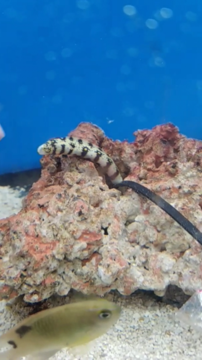 Young snowflake eel | REEF2REEF Saltwater and Reef Aquarium Forum
