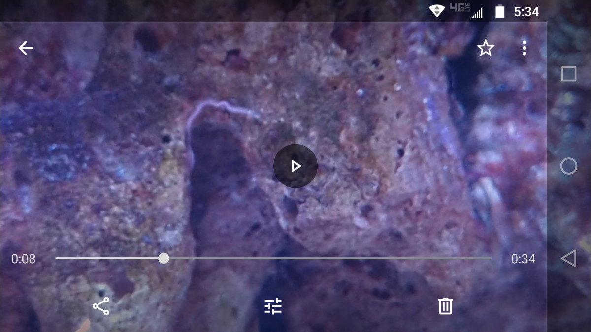 1 Long Hair Thin Worm Any Idea What It Is Reef2reef Saltwater