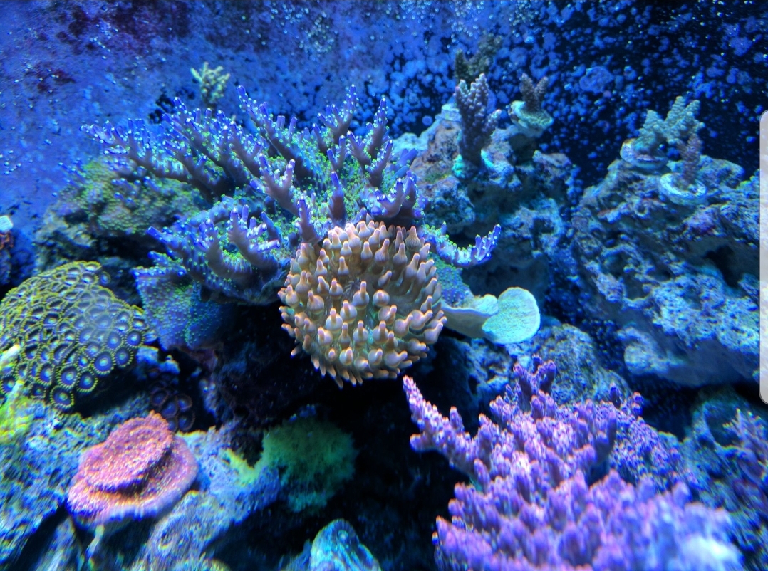 What is the prettiest coral you have ever kept | Page 4 | REEF2REEF ...