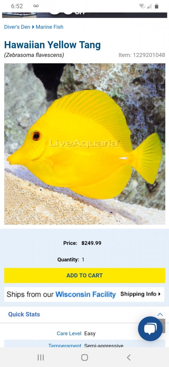 Yellow tang 2024 care