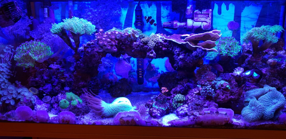 Fluval clearance marine light