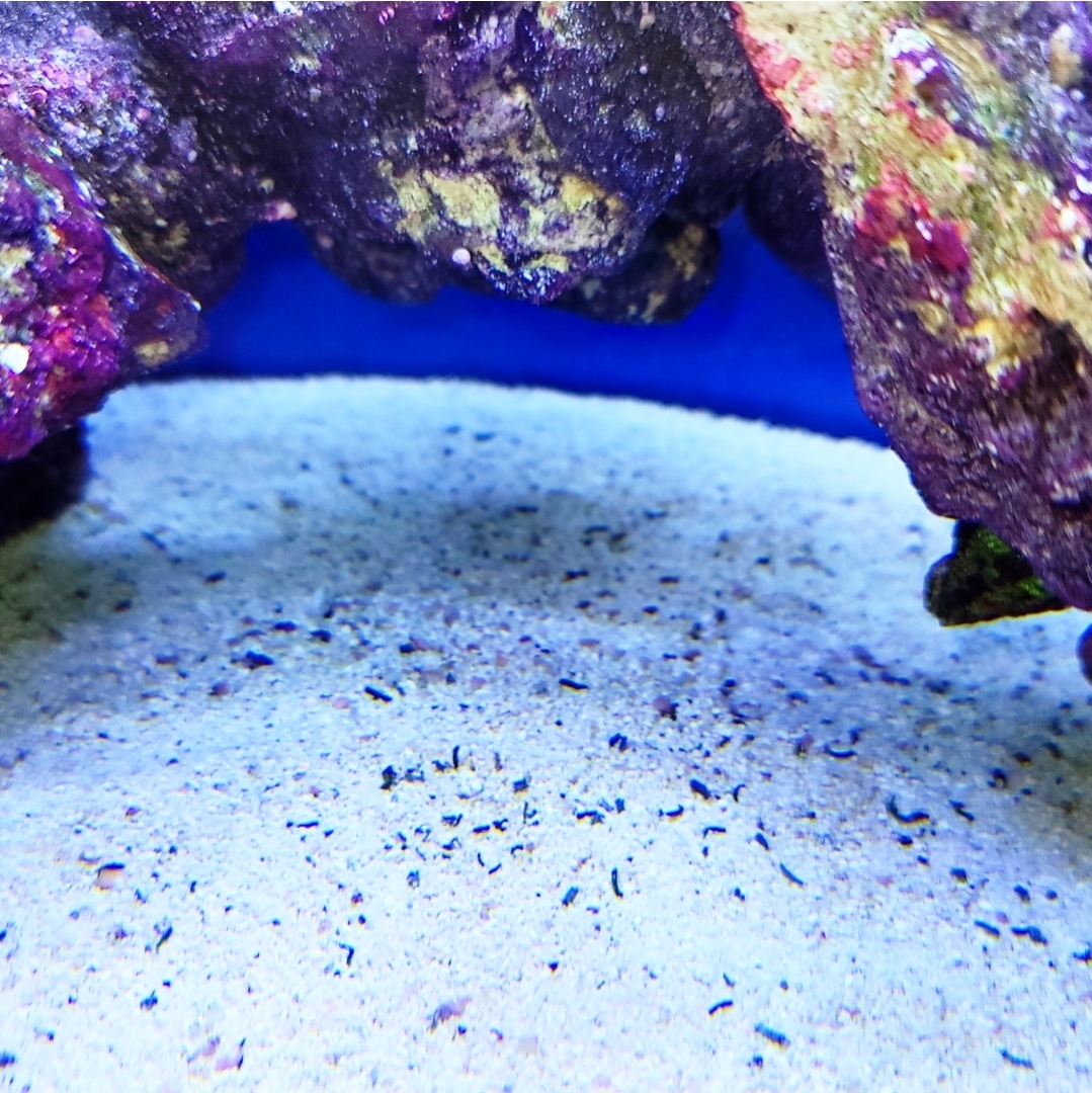 snail-poop-reef2reef