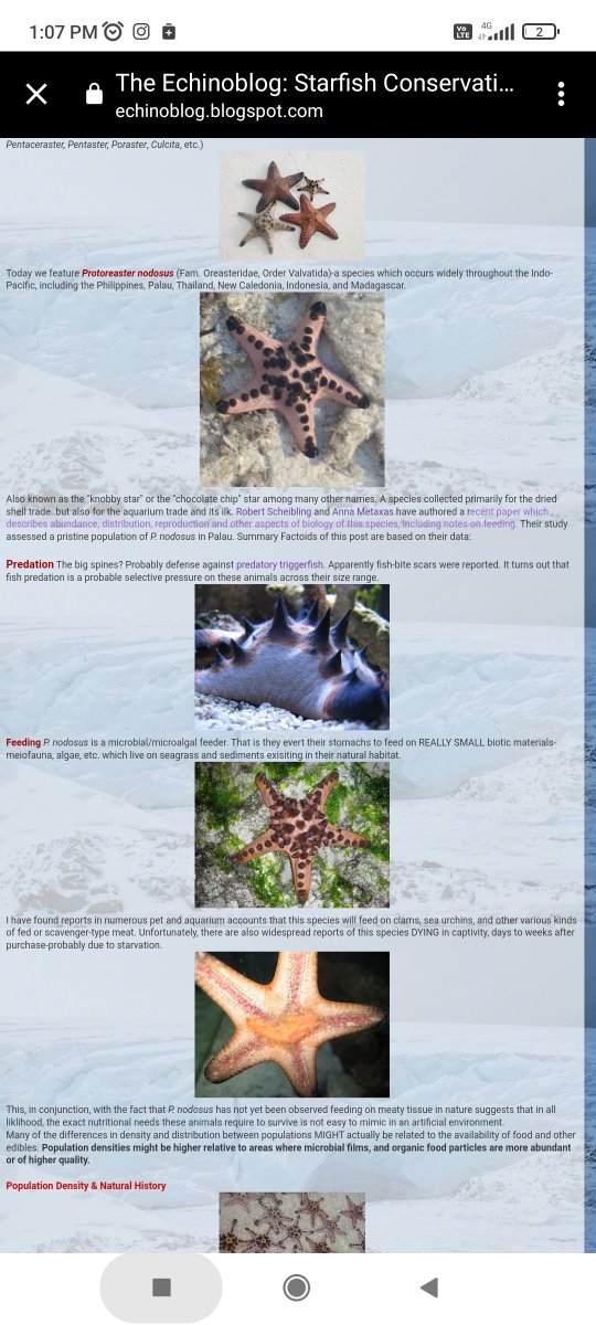 Starfish ID (species level please) | Page 3 | REEF2REEF Saltwater and Reef  Aquarium Forum