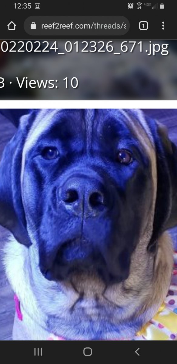 Screenshot_20220401-123505_Chrome.jpg