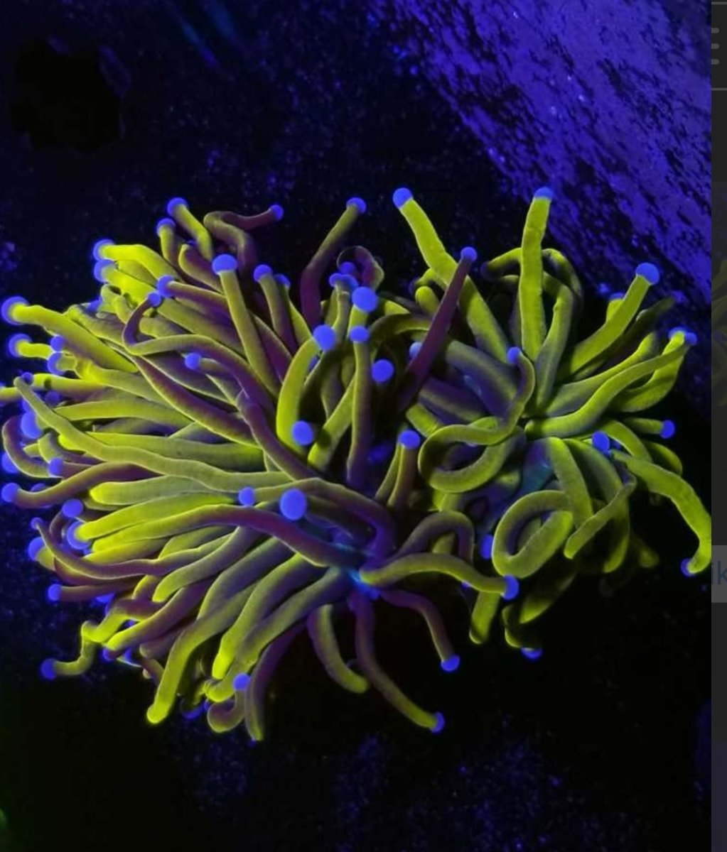 sb coral
