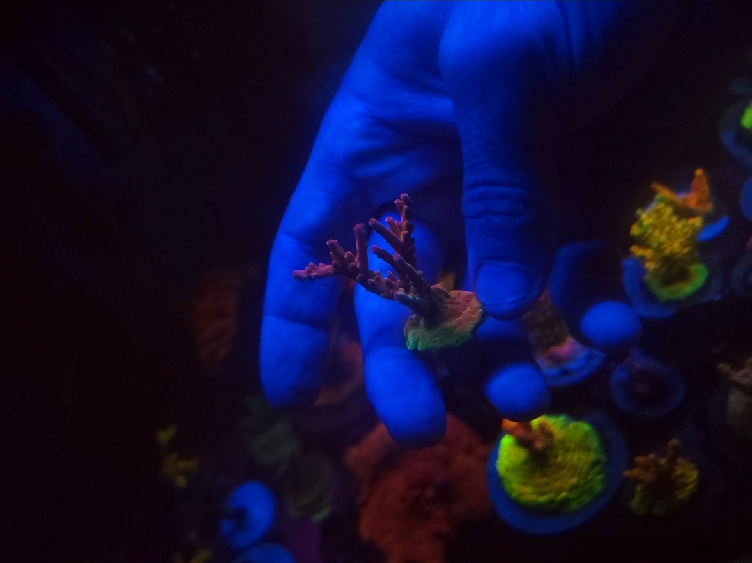 Massachusetts - Live Goods - Collector SPS for sale | Reef2Reef