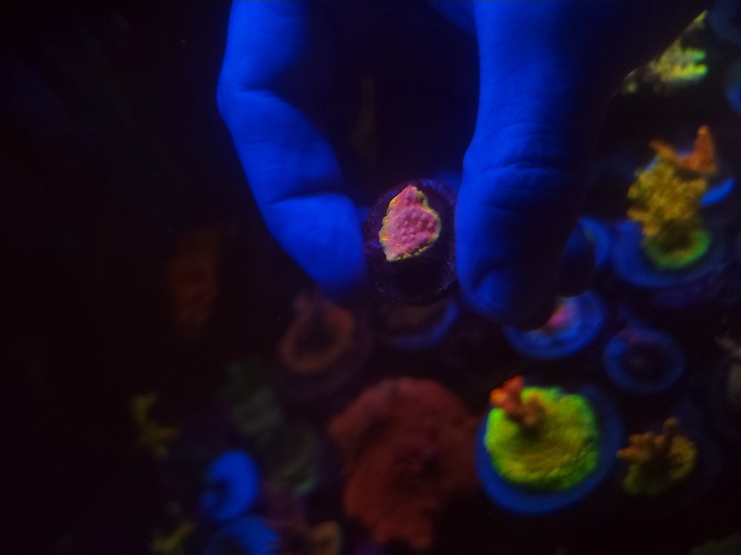 Massachusetts - Live Goods - Collector SPS for sale | Reef2Reef