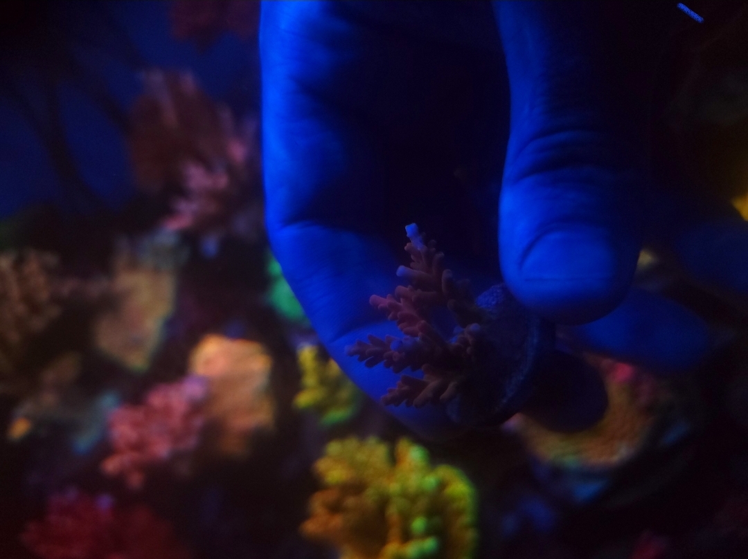 Massachusetts - Live Goods - Collector SPS for sale | Reef2Reef