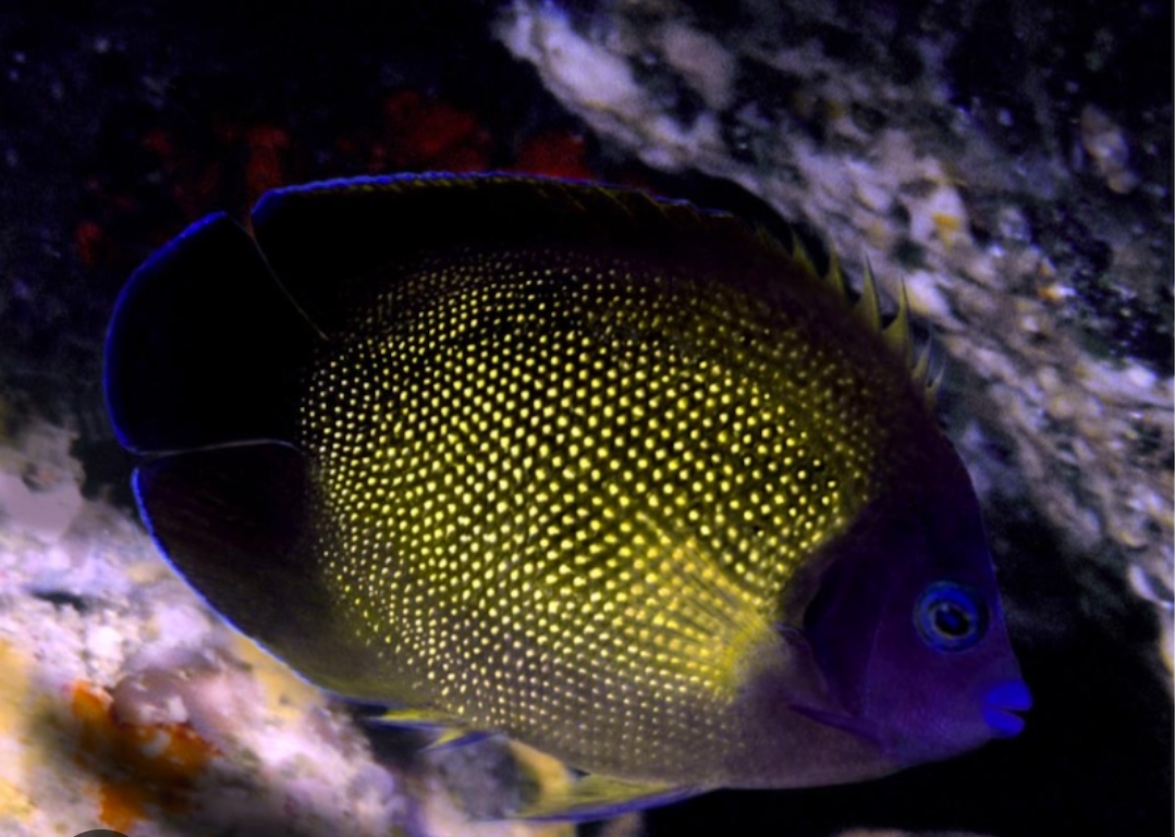洋楽 Angelfish Flameback Angel | JLAquatics Canada – J&L Aquatics Ltd.