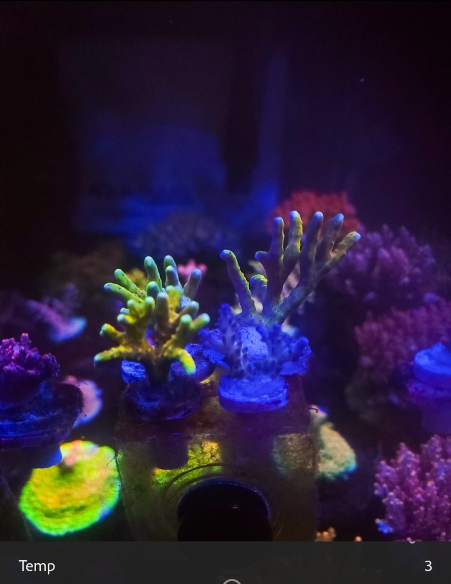 Massachusetts - Live Goods - SPS Collector Sale (TGC, RR, RRC,BB, TSA ...