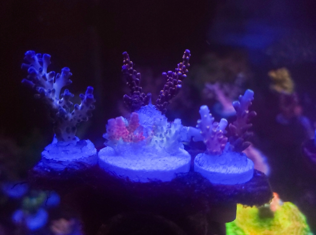 Massachusetts - Live Goods - SPS Collector Sale (TGC, RR, RRC,BB, TSA ...