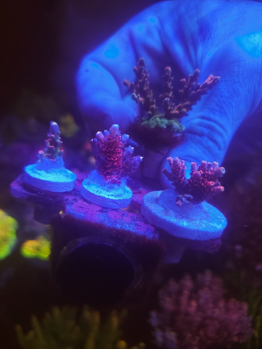 Massachusetts - Live Goods - SPS Collector PIck-it Pack(TGC red wing ...