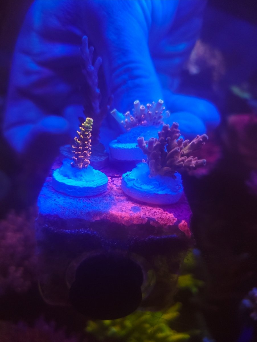 Massachusetts - Live Goods - SPS Collector PIck-it Pack(TGC red wing ...