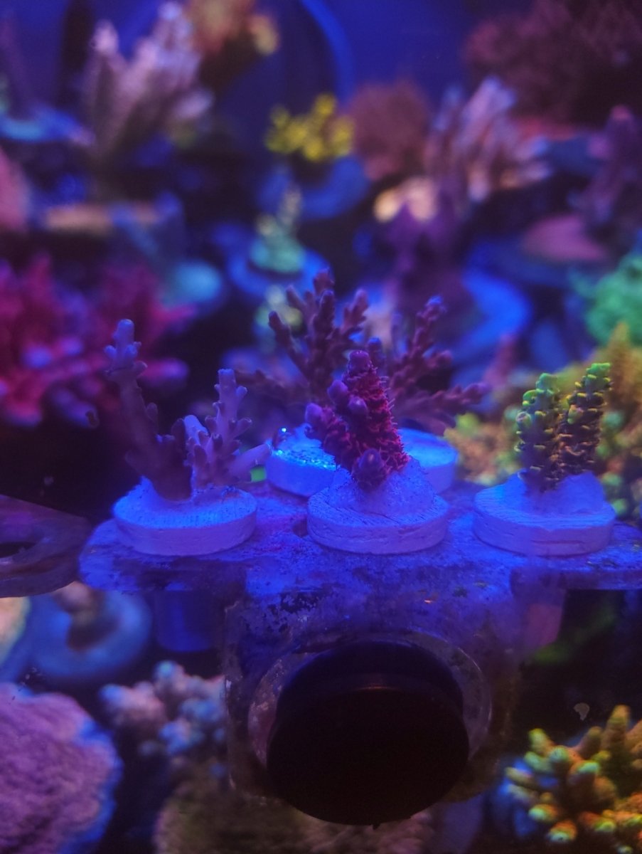 Massachusetts - Live Goods - SPS Collector Pack U-Pick-It (RRC Rainbow ...