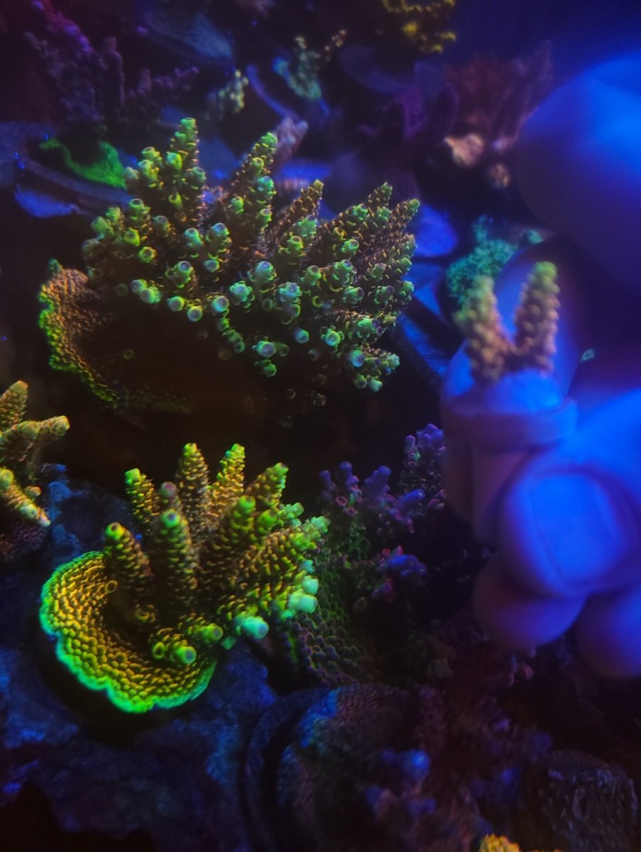 Massachusetts - Live Goods - SPS Collector Pack U-Pick-It (RRC Rainbow ...