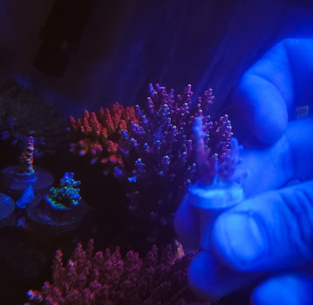 Massachusetts - Live Goods - SPS Collector Pack U-Pick-It (RRC Rainbow ...