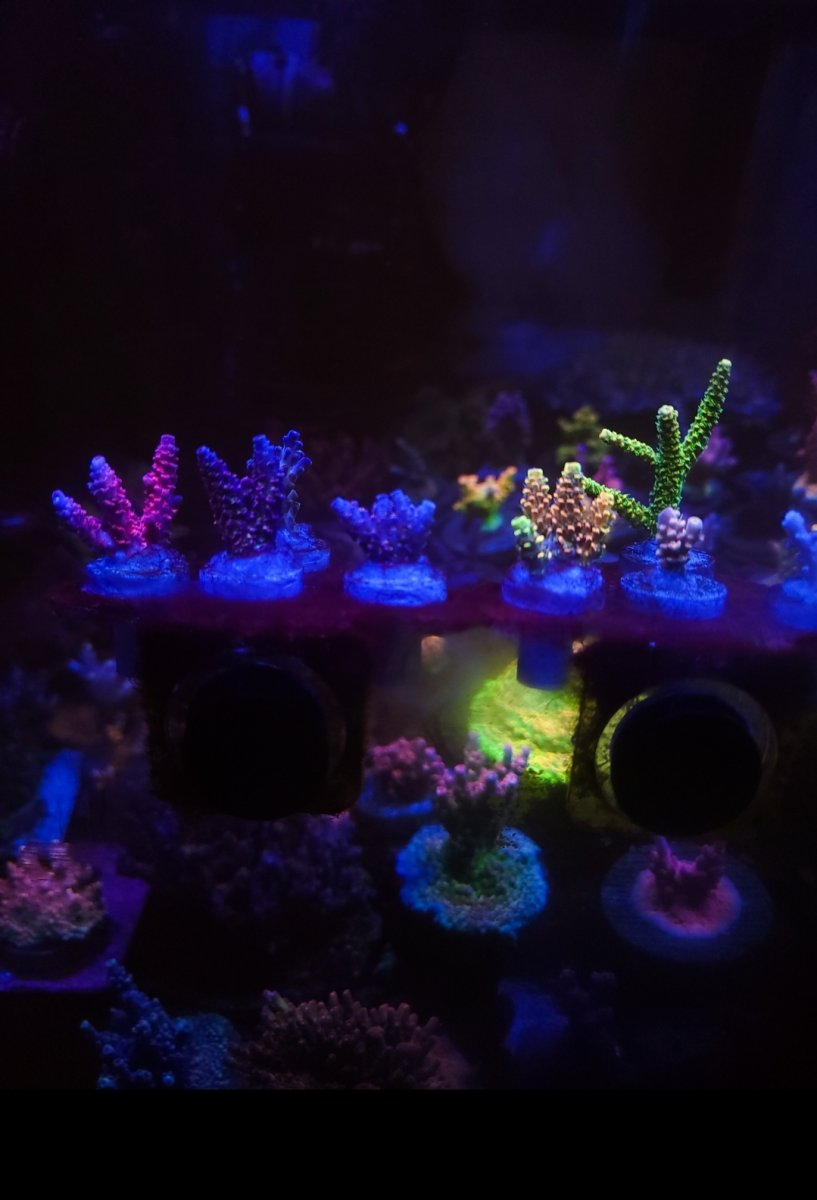 Massachusetts - Live Goods - SPS Memorial Day Collector Pack(mcc prom ...