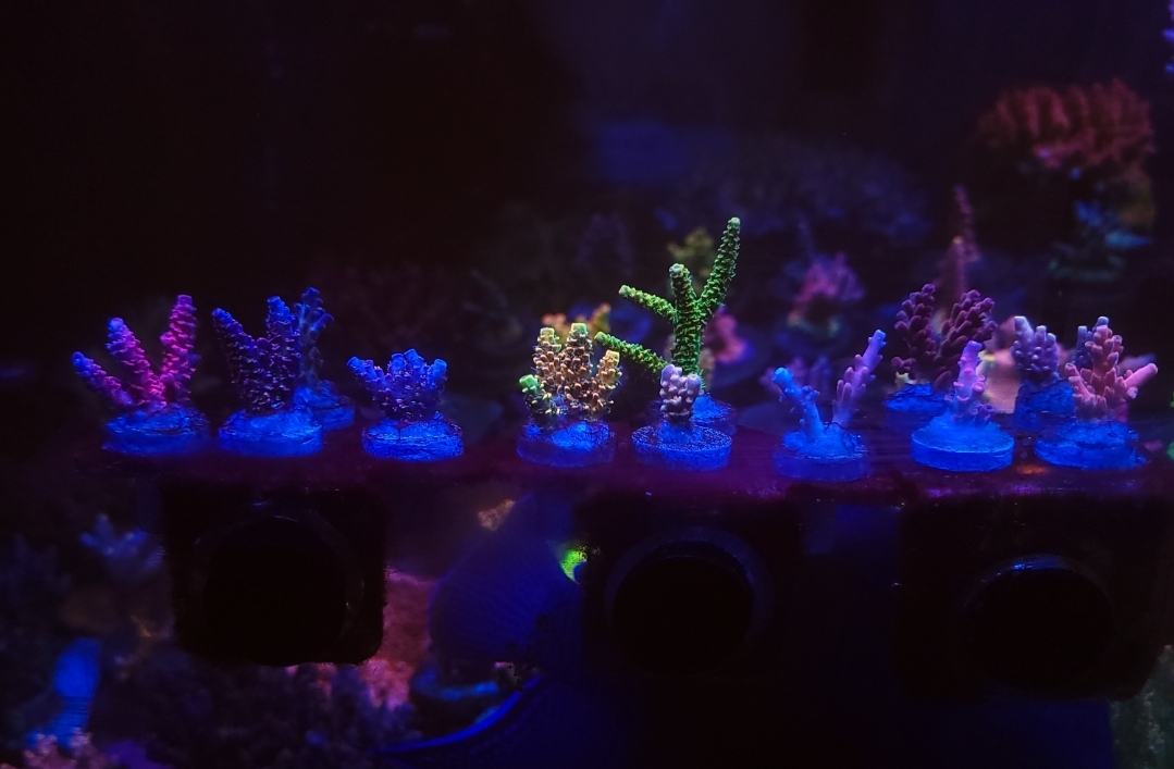 Massachusetts - Live Goods - SPS Memorial Day Collector Pack(mcc prom ...