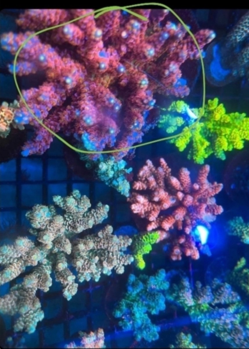 Flyfisherman's SPS collection | Page 8 | Reef2Reef