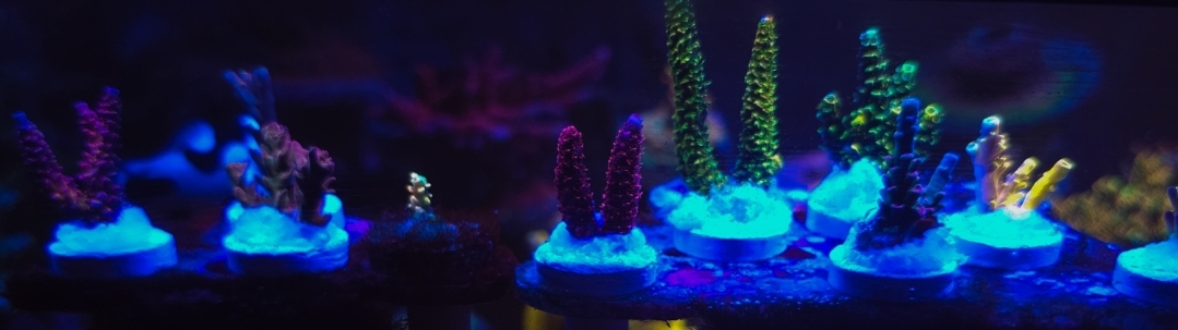 SPS collector 14 pack (Bk chem, CC, Snipersps, TGC, RR, CRT, TSA, RRA ...