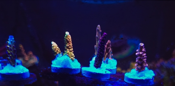 SPS collector 14 pack (Bk chem, CC, Snipersps, TGC, RR, CRT, TSA, RRA ...