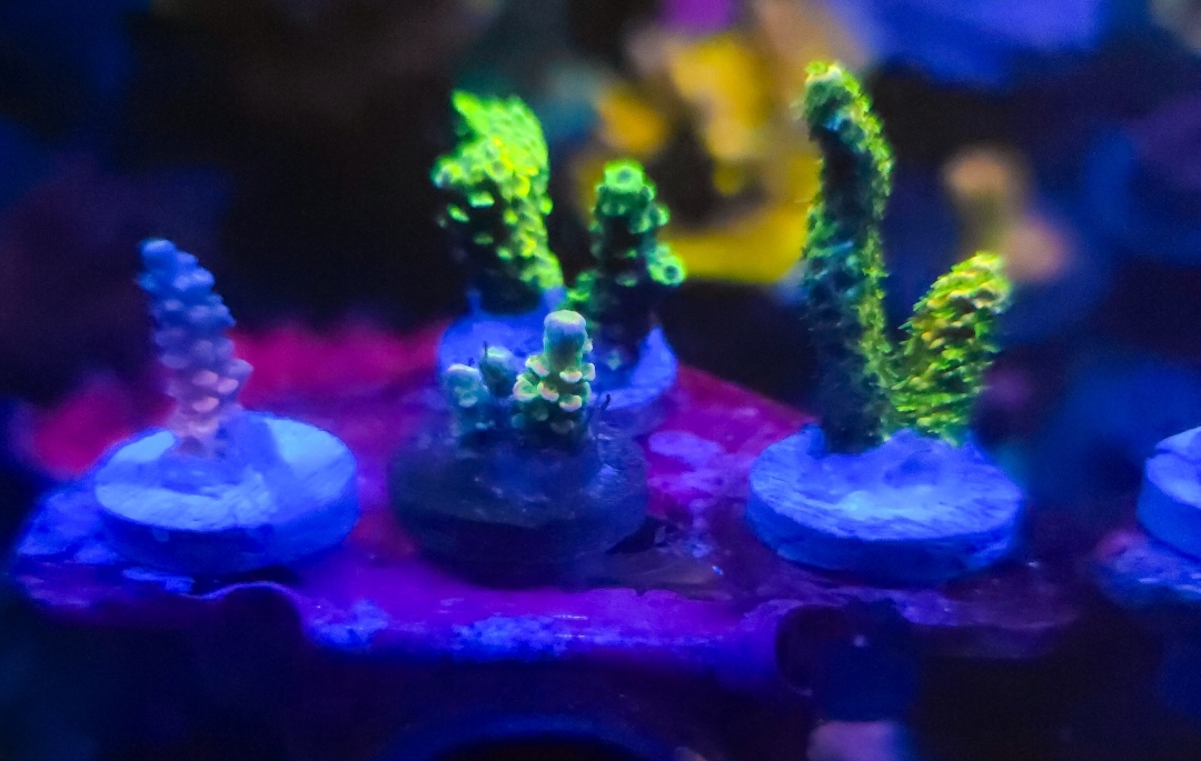 Massachusetts - Live Goods - SPS 