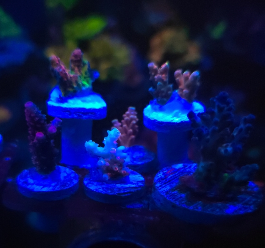 Massachusetts - Live Goods - SPS 