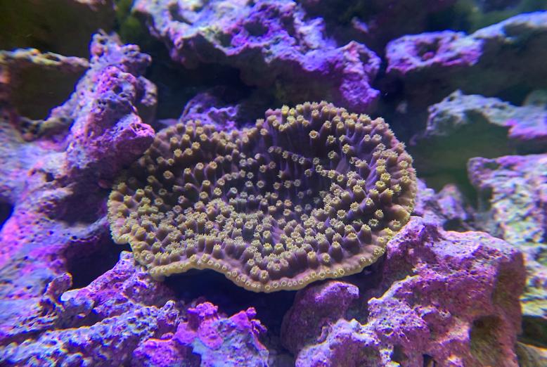 scrollcoral.jpeg