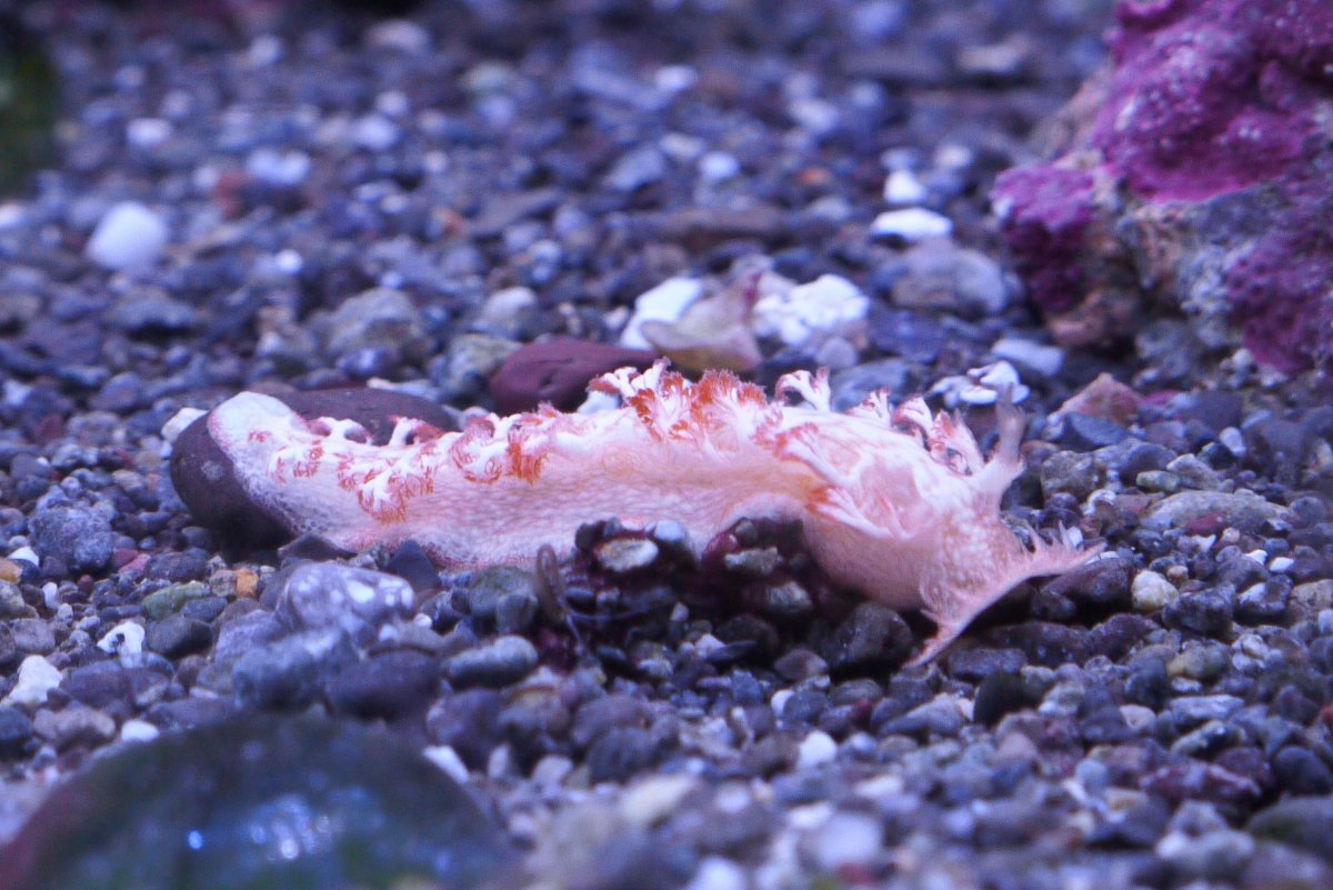 Sea Slug-1250439.jpg