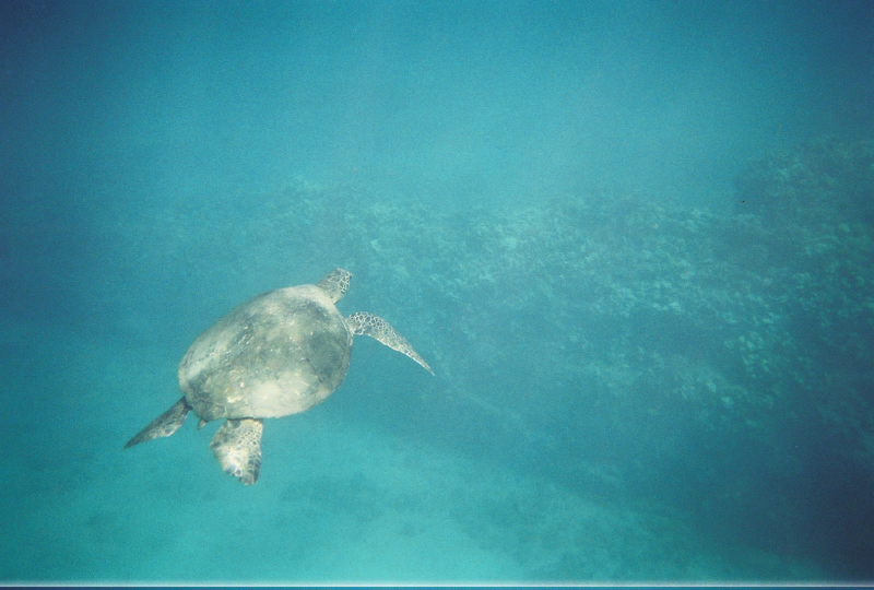 Sea Turtle 2.jpg