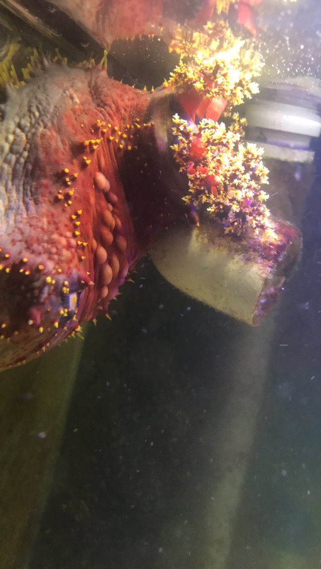 Sea Apple for Sale | Reef2Reef