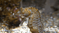 SeahorseLooking.gif