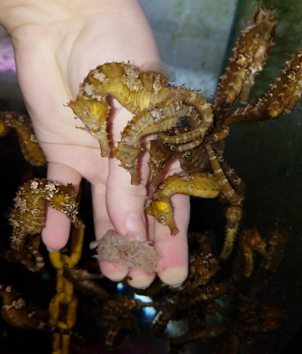 seahorses feeding 3.jpg