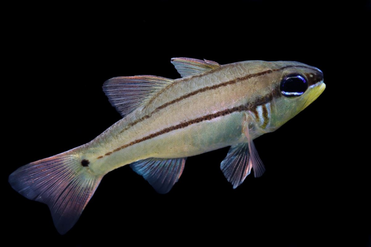 Sealei Cardinalfish 1.jpg