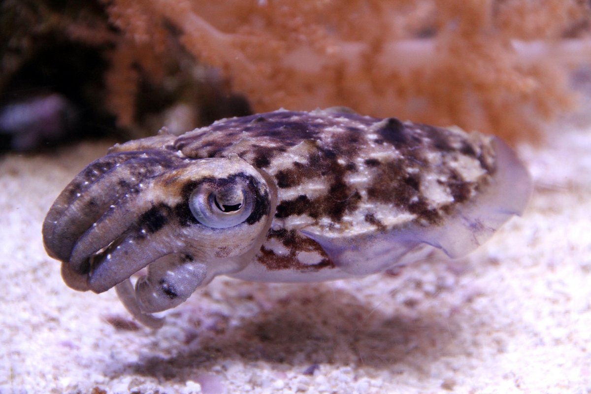 Seattle Cuttlefish.jpg
