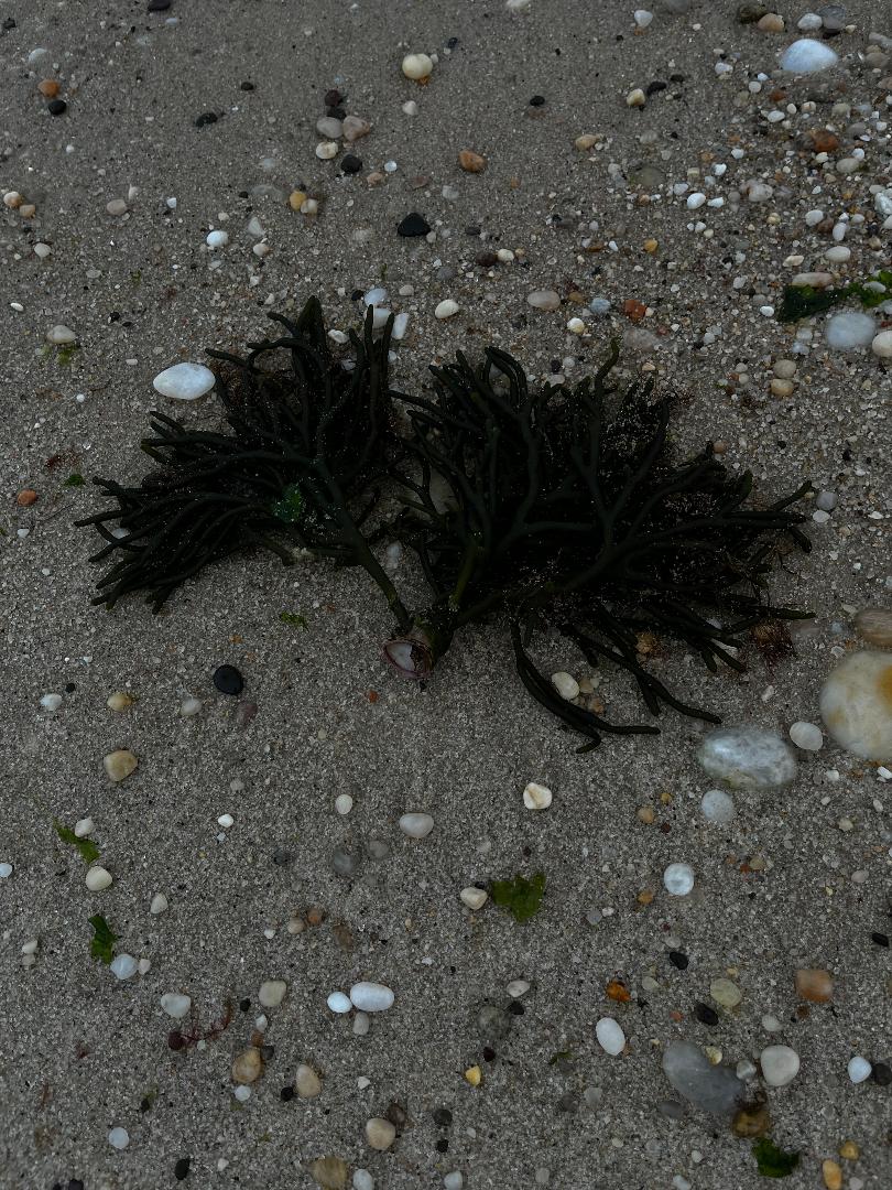 Seaweed.jpg