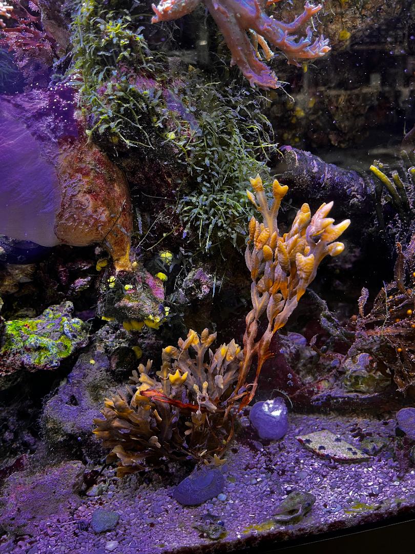 Seaweed.jpg