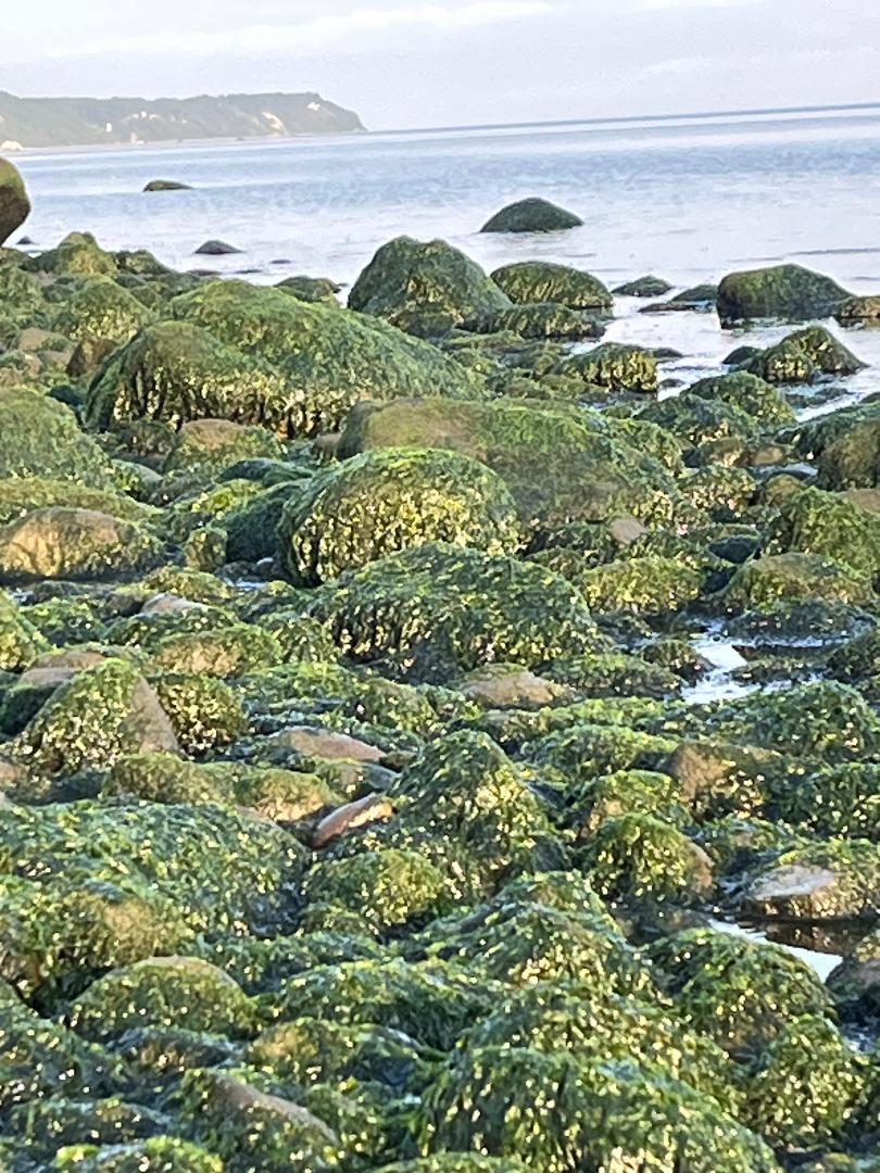 Seaweed on rocks.jpg