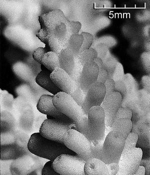 secale corallite.jpg
